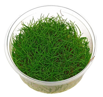 Элеохарис мини (меристемное растение)